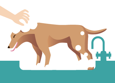 Your Bath dog grooming