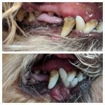barksnbubbles08_118985000_956334021509547_5422526316144070679_n